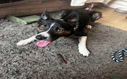 Border Collie dogs for sale: Tri-color border collie - Advert 3