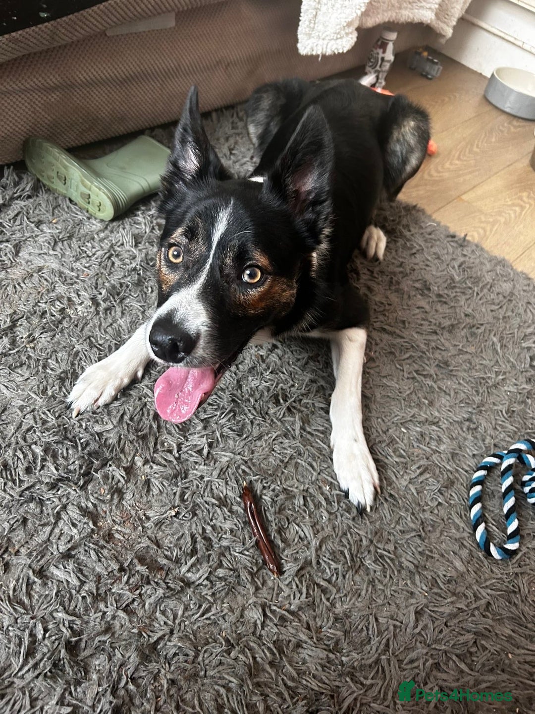 Border Collie dogs for sale: Tri-color border collie - Advert 3