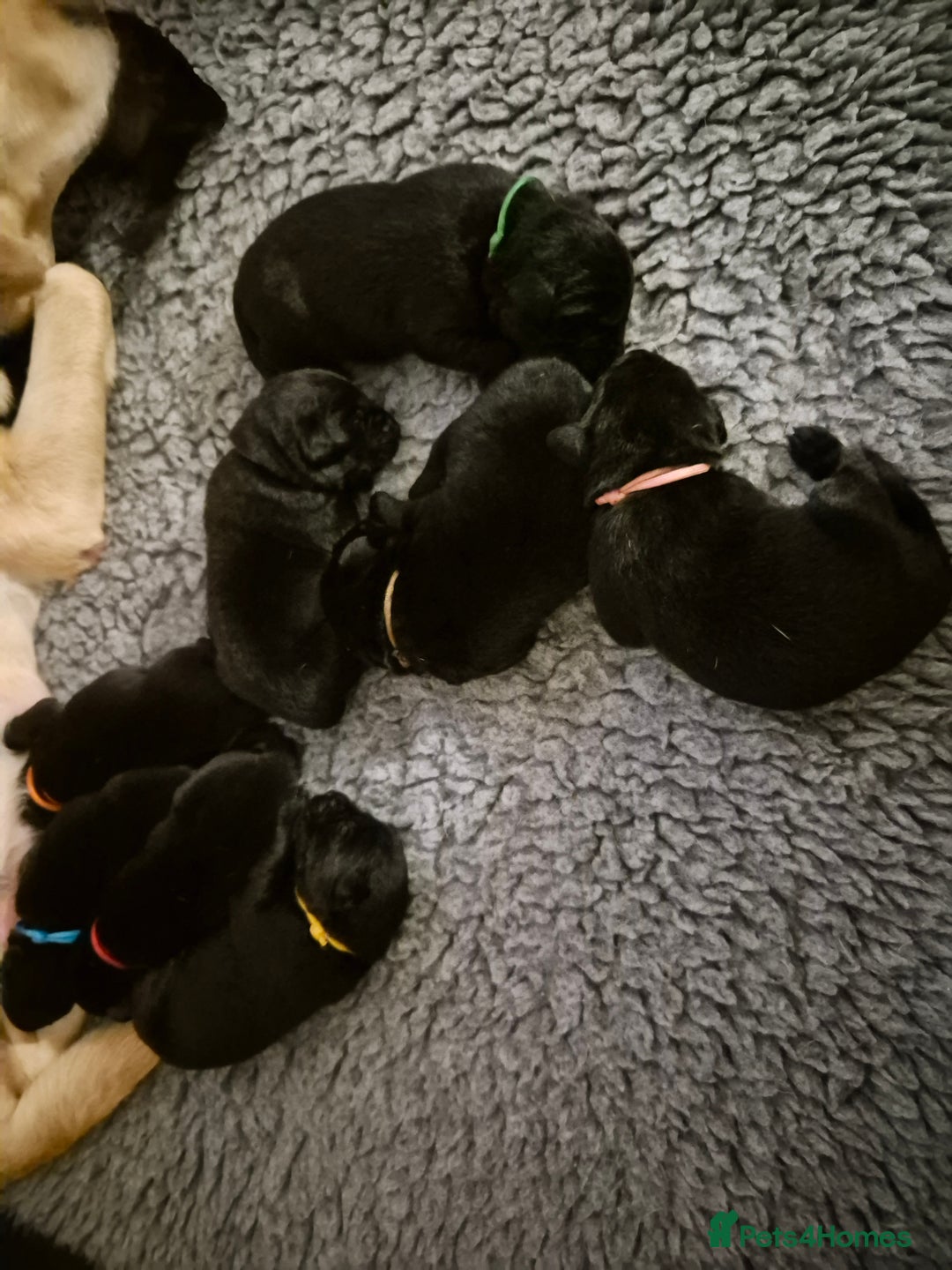 Labrador Retriever dogs for sale: Labrador/ retriever puppies  - Advert 8