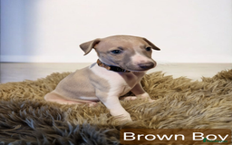 Whippet dogs for sale: Beautiful KC whippet pups for sale :) - Image 5