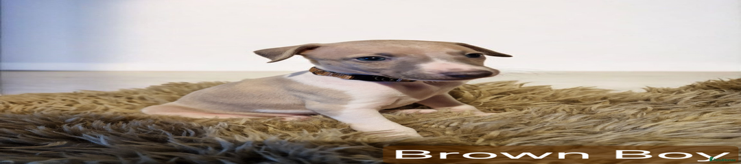 Whippet Puppy 4
