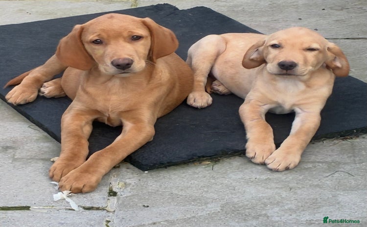 Labrador Retriever dogs - Advert 4