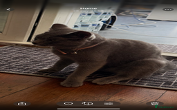 Brazilian Shorthair cats for sale: British short hair - Image 5