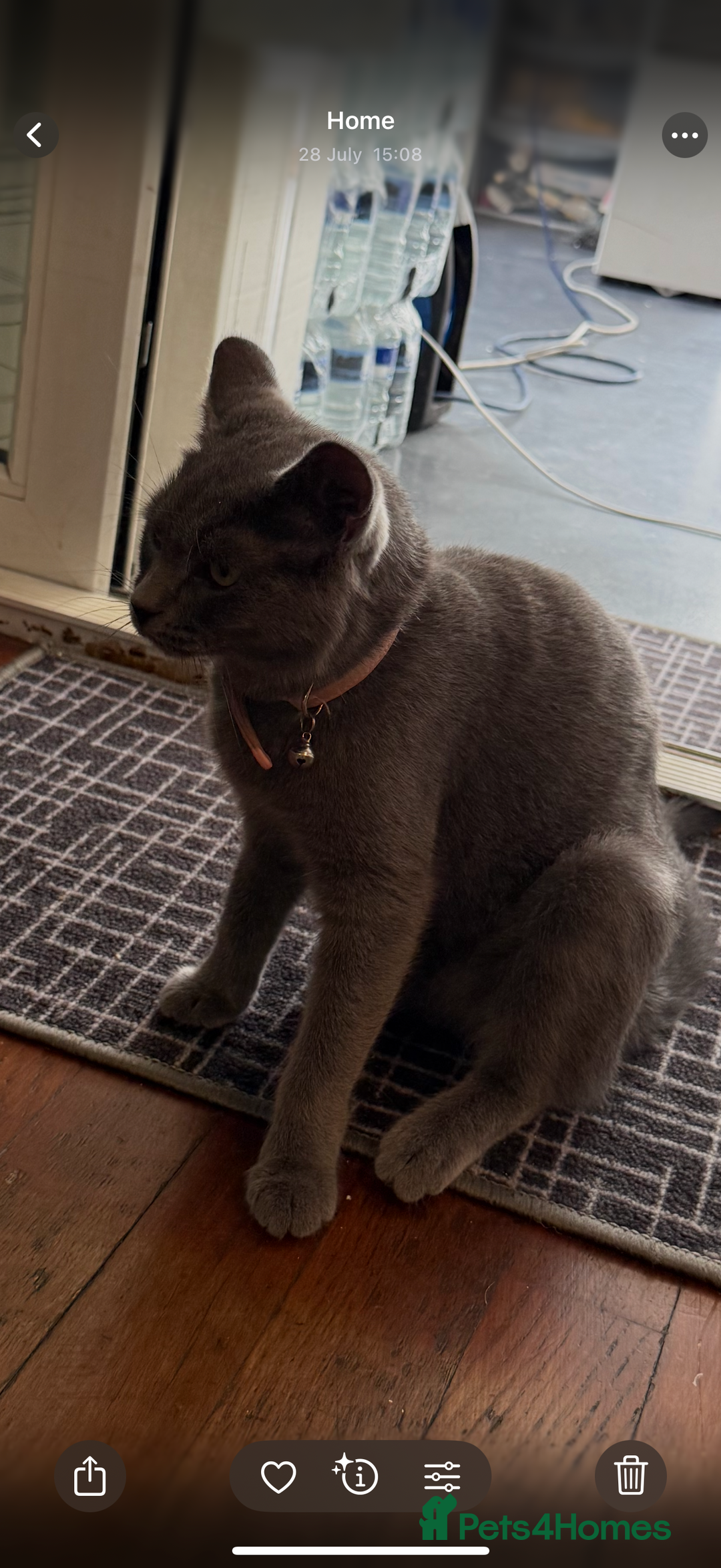 Brazilian Shorthair cats for sale: British short hair - Image 5