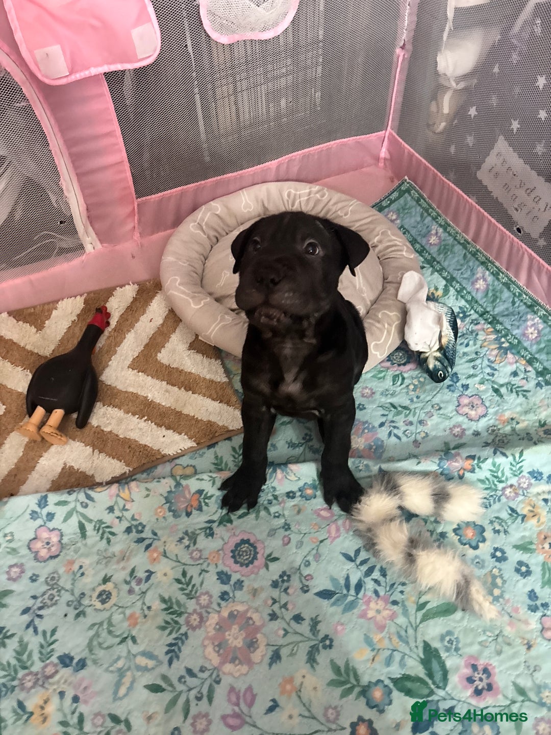 Mixed Breed dogs for sale: 4/9 left! - Advert 11