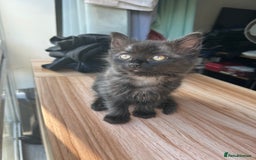 Ragdoll cats for sale: Ragdoll x Russian white Male !! - Image 1