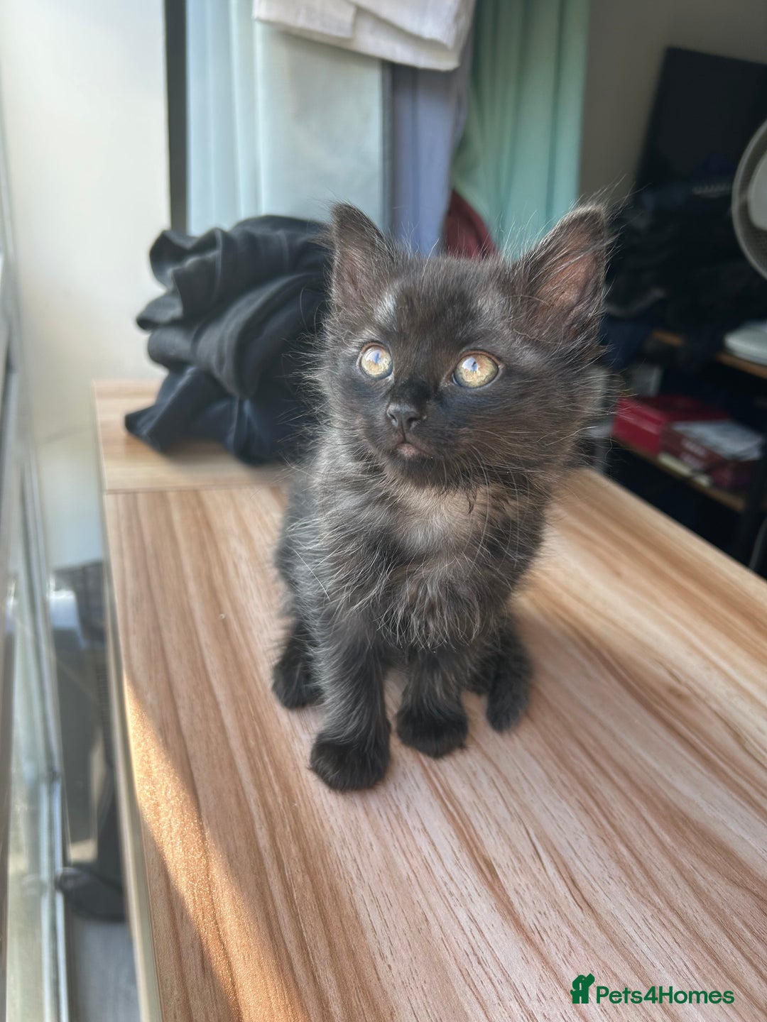 Ragdoll cats for sale: Ragdoll x Russian white Male !! - Image 1