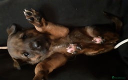 Mixed Breed dogs for sale: Japanese bearheaded akit x doberman hybrids  - Image 1