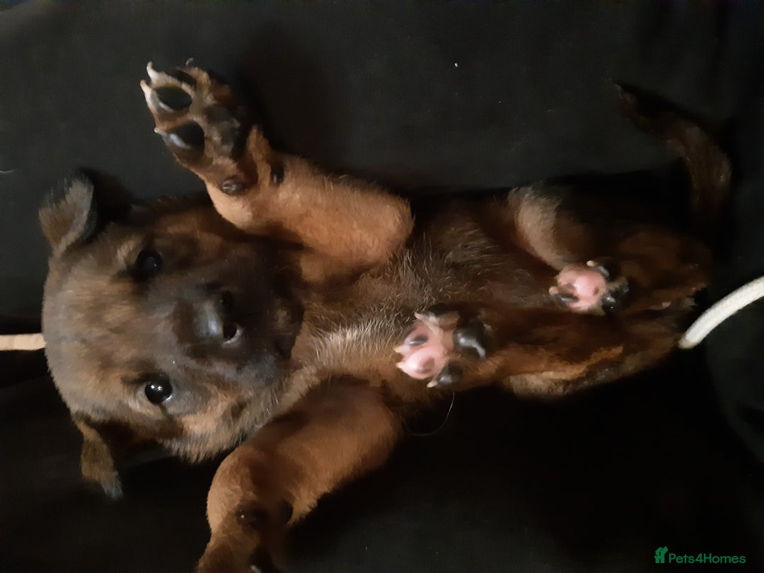 Mixed Breed dogs for sale: Japanese bearheaded akit x doberman hybrids  - Image 1