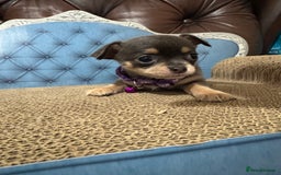 Chihuahua dogs for sale: Lilac tricolour chihuahua puppies - Image 6