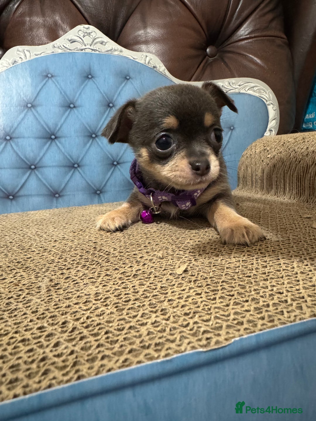 Chihuahua dogs for sale: Lilac tricolour chihuahua puppies - Image 6