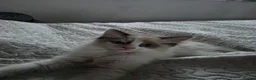 Ragdoll cats for sale: Ragdoll - Advert 4