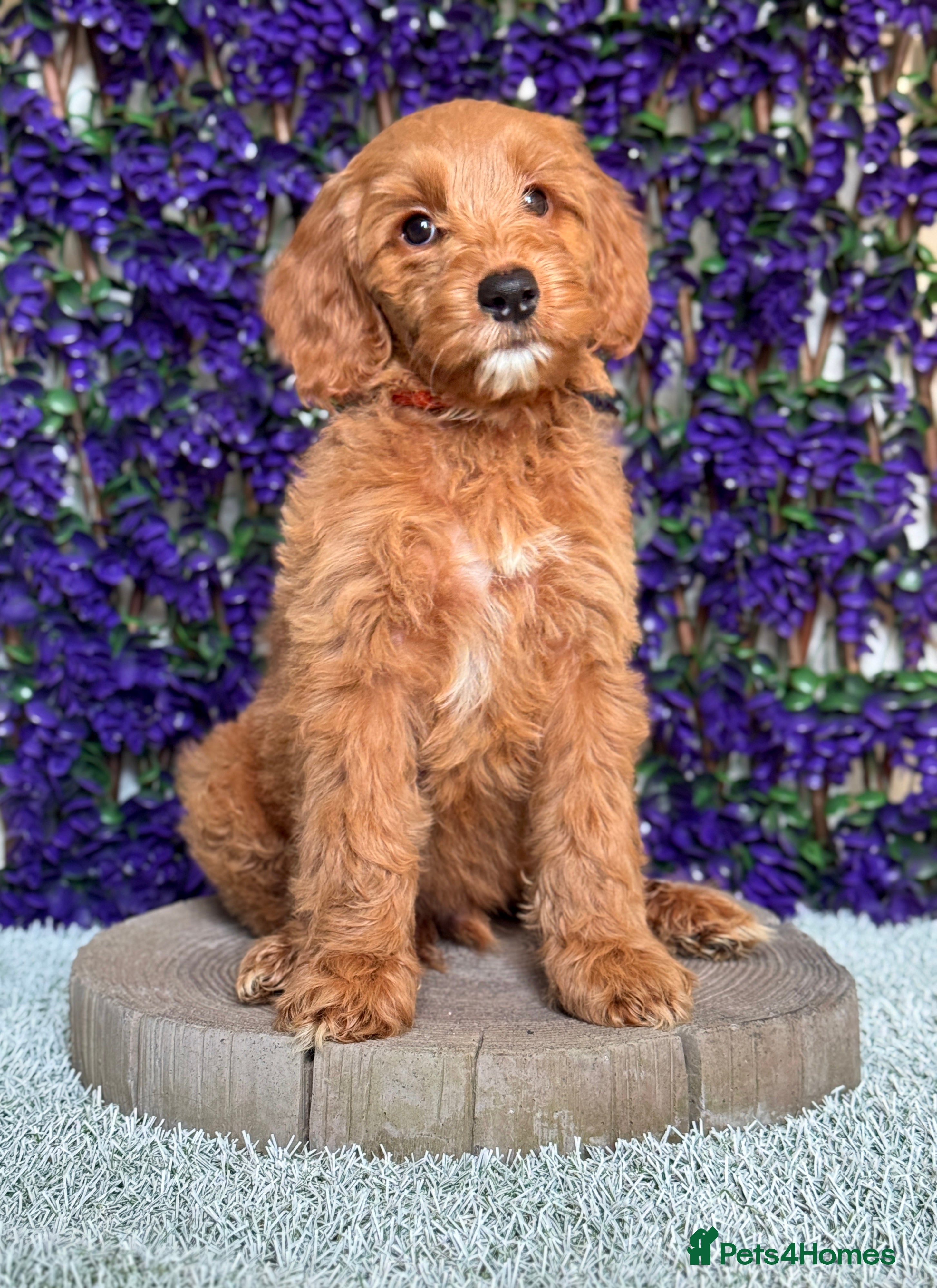 Australian Labradoodle dogs WALA Superior Australian Labradoodles-Remaining 2 - Advert 1