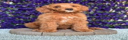Australian Labradoodle dogs for sale: WALA Superior Australian Labradoodles-Remaining 2 - Advert 1