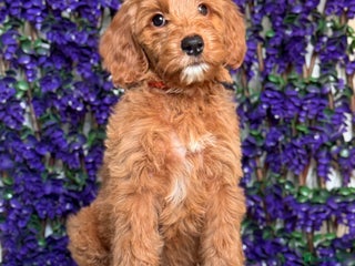 Australian Labradoodle dogs WALA Superior Australian Labradoodles-Remaining 2 - Advert 1