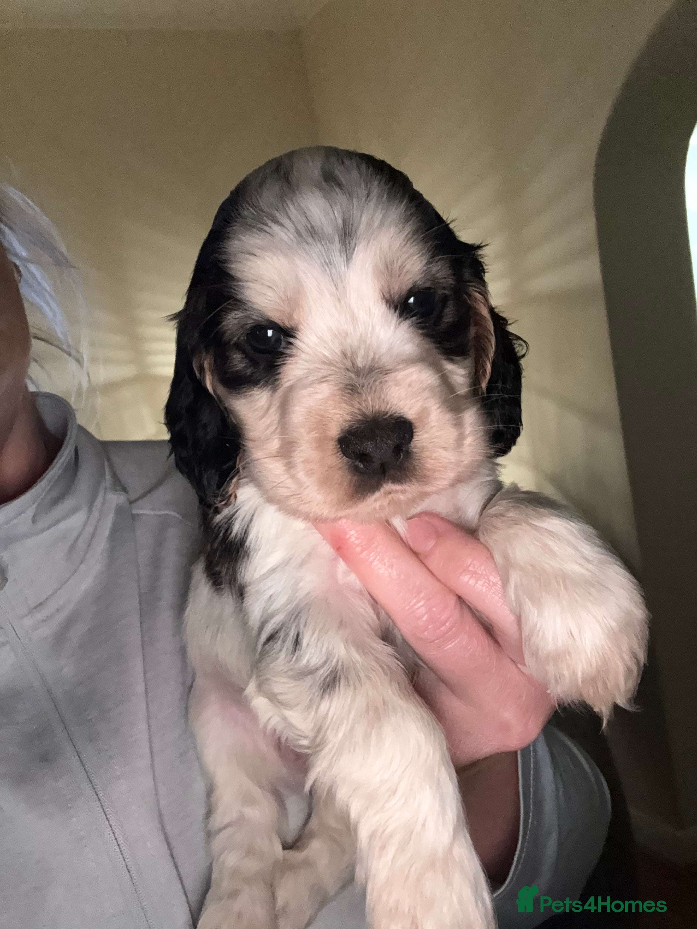 Cocker Spaniel dogs Quality kc show type cocker spaniels - Advert 13