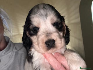 Cocker Spaniel dogs Quality kc show type cocker spaniels - Advert 3