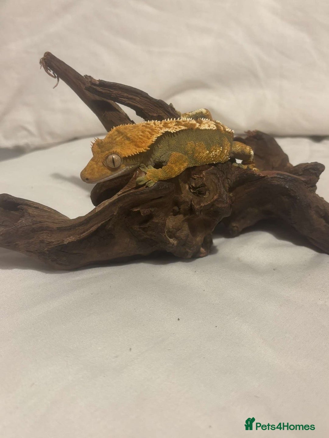 Gecko reptiles for sale: 2 Crested Geckos - Advert 9