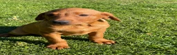 Labrador Retriever dogs for sale: Dark Girl Fox Red Labrador For Sale - Advert 2