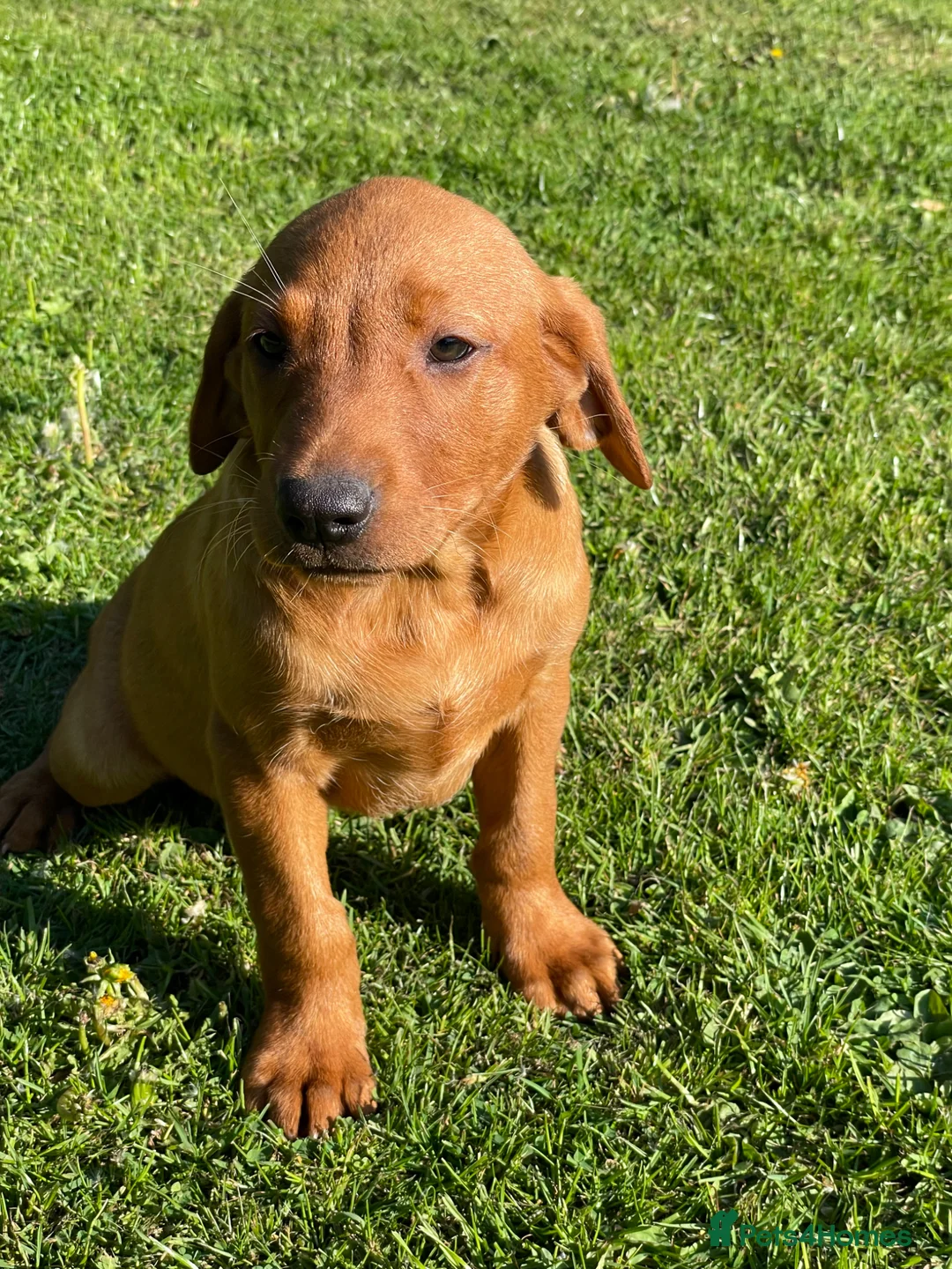 Labrador Retriever dogs for sale: Dark Girl Fox Red Labrador For Sale - Advert 2