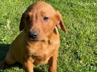 Labrador Retriever dogs Fox Red Labrador Pups For Sale - Advert 1