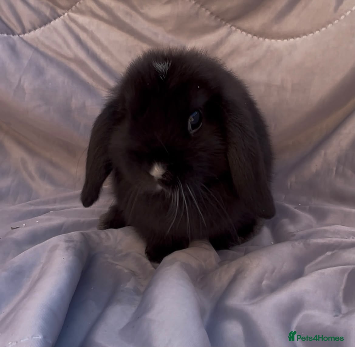 Mini Lop rabbits READY TO LEAVE BEAUTIFUL MINI LOP BABIES  - Advert 13