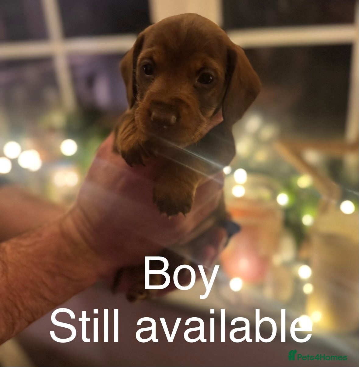 Miniature Dachshund dogs Gorgeous miniature dachshunds  - Advert 11