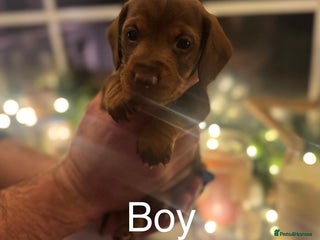 Miniature Dachshund dogs Gorgeous miniature dachshunds - Advert 11