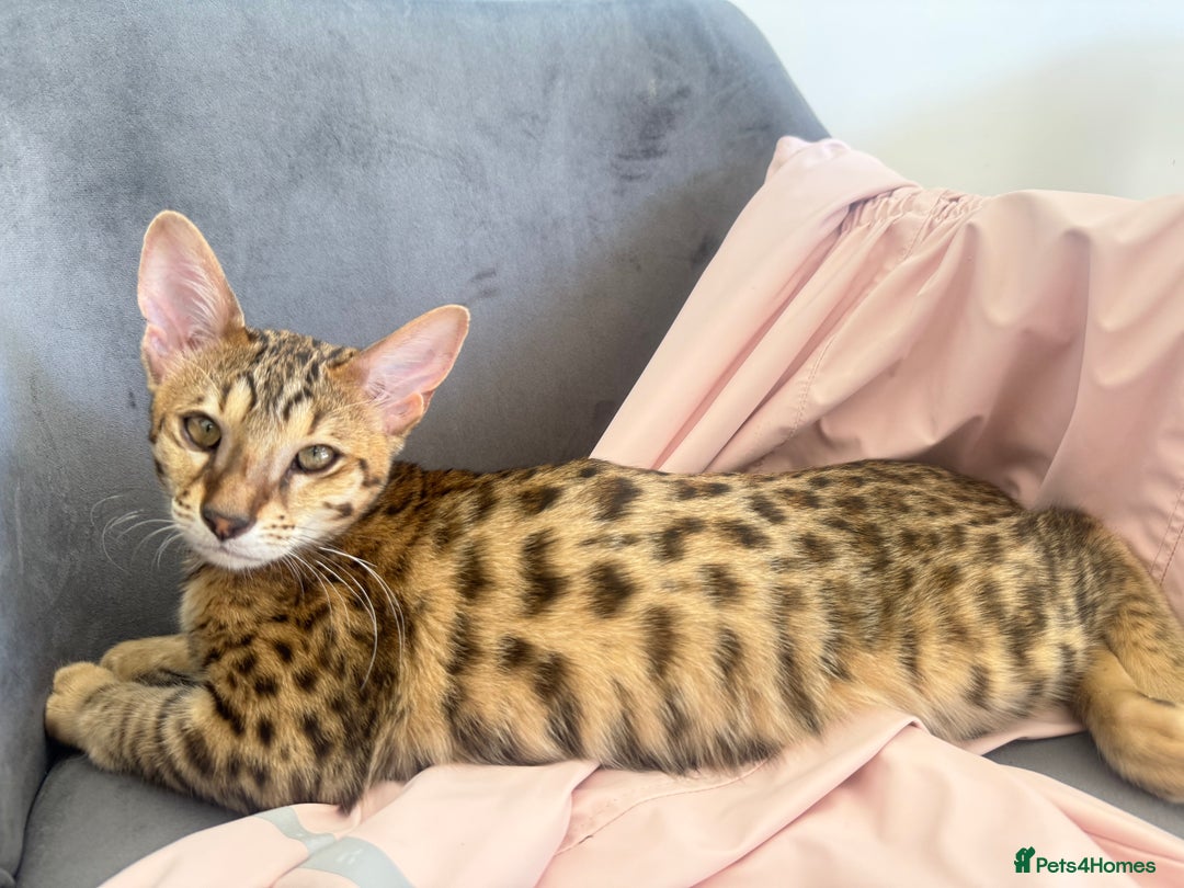 Savannah cats for sale: F3 Savannah Female Kitten Tica Reg - Image 2