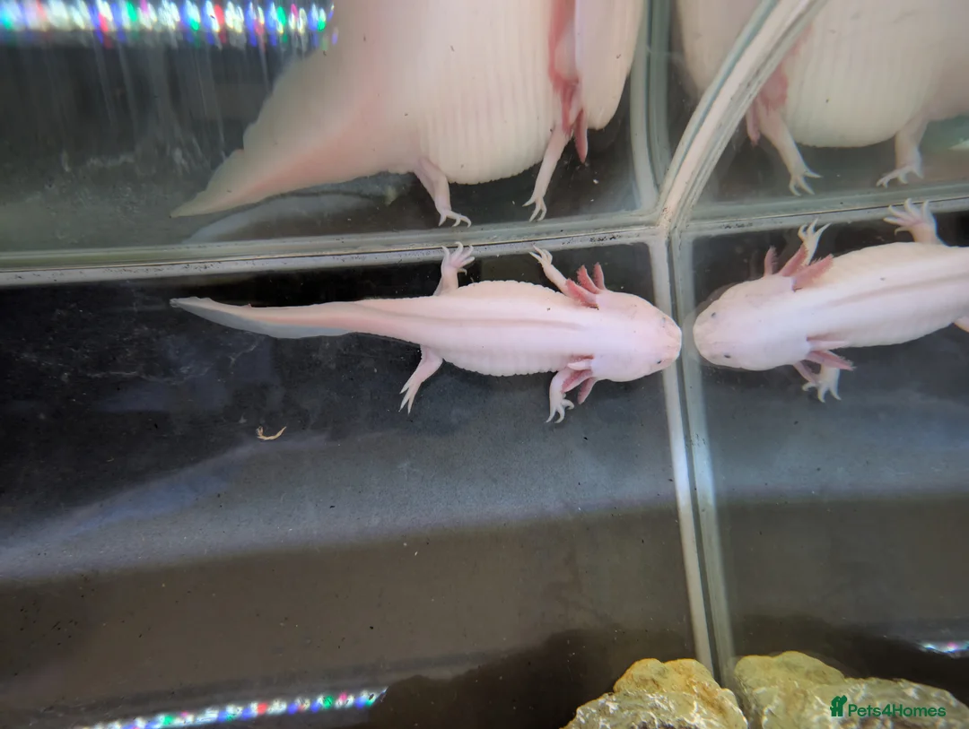 Axolotl reptiles for sale: Juvenile Axolotls – Ready for New Homes - Advert 4