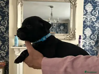 Staffordshire Bull Terrier dogs Stunning litter🖤💙CH Bill & Nova - Advert 1