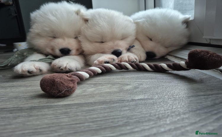 Samoyed dogs 🐾 Beautiful Pedigree Samoyed Puppies 🐾 - Advert 1