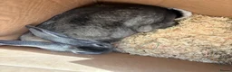 Sable rabbits for sale: Grey rabbit  - Advert 2