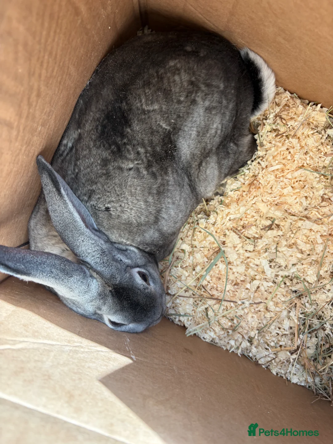 Sable rabbits for sale: Grey rabbit  - Advert 2