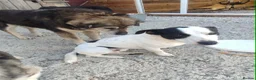 Mixed Breed dogs for adoption: Marco 10 month  small/medium Macedonian Rescue - Advert 4