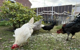 Chickens poultry for sale: 3 hens chickens and 1 cock  Roomster with house - Image 6