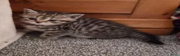 British Shorthair cats for sale: Gorgeous British Shorthair kittens  - Advert 11