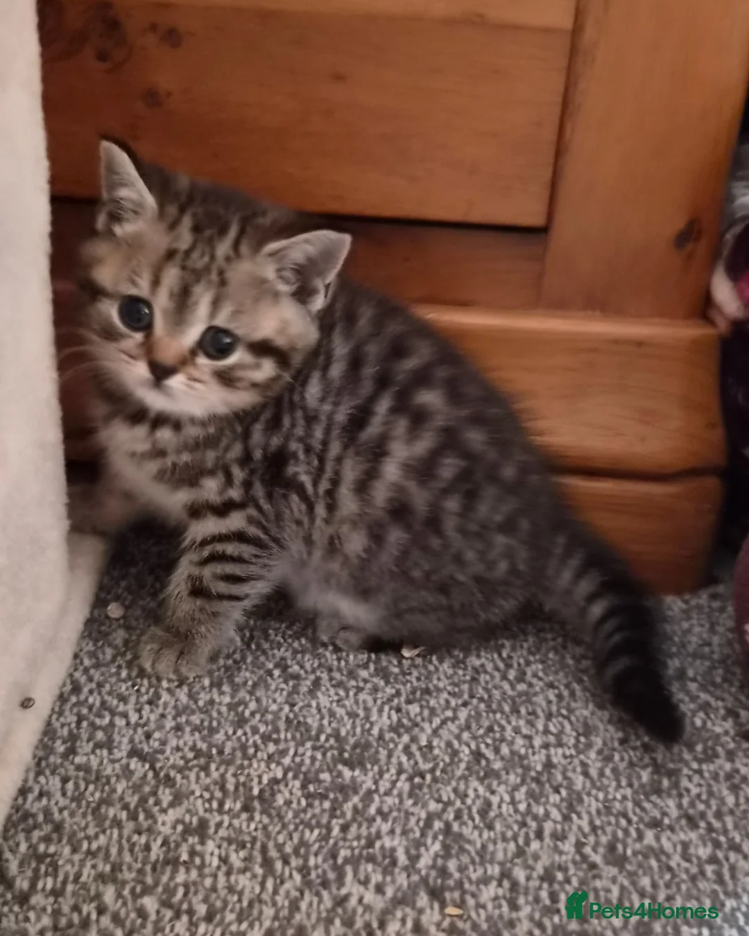 British Shorthair cats for sale: Gorgeous British Shorthair kittens  - Advert 11