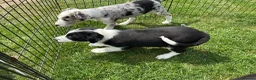 Border Collie dogs for sale: Outstanding Border Collie puppy’s  - Advert 6