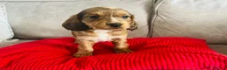 Cockapoo dogs for sale: ONLY 1 STUNNING F1b cockapoo left!! - Advert 21