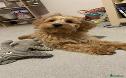 Cockapoo dogs for stud: Healthy Cockapoo Stud Available –Sheffield Travel - Image 8