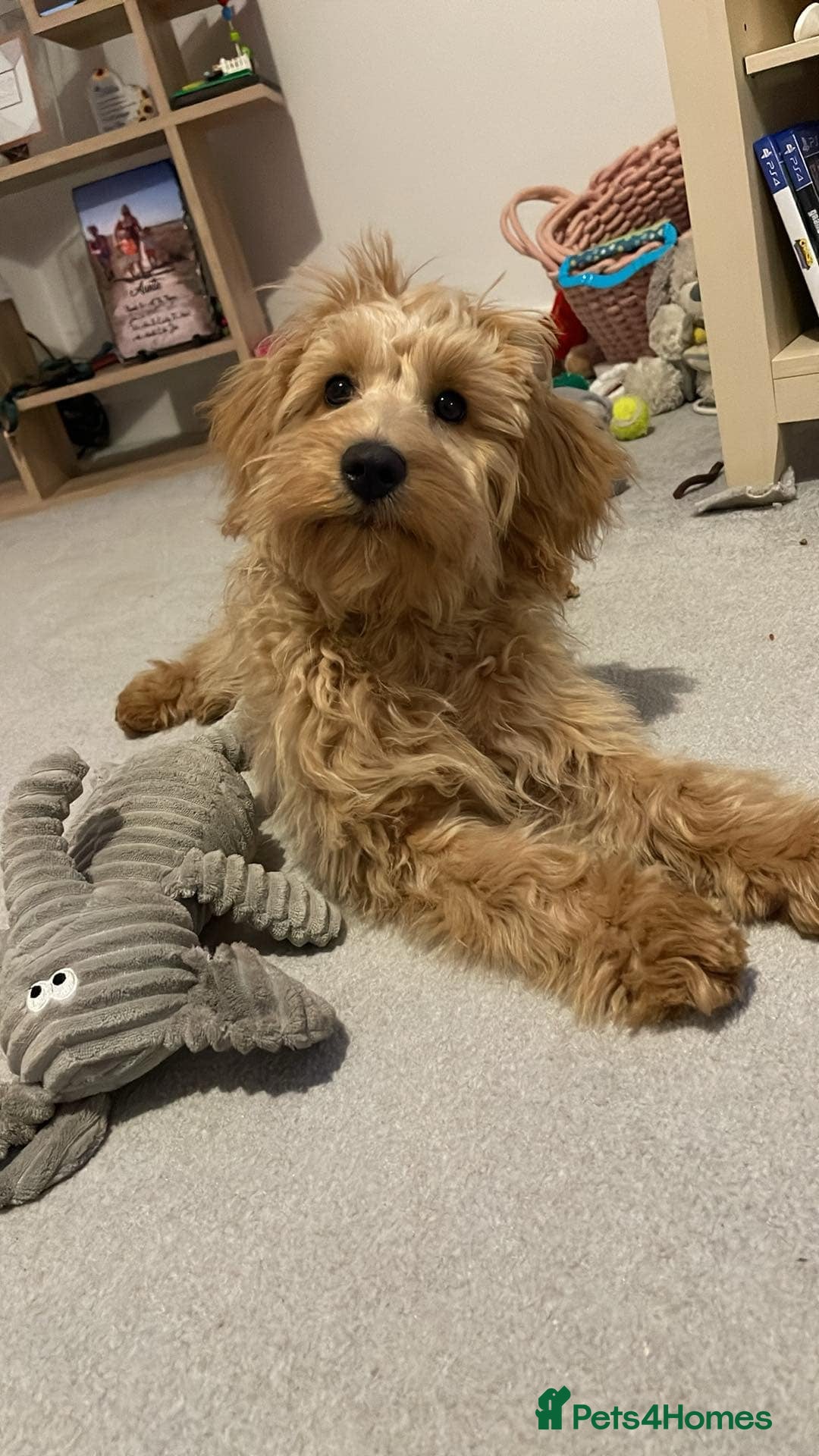Cockapoo dogs for stud: Healthy Cockapoo Stud Available –Sheffield Travel - Image 8