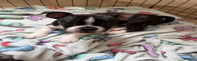 Mixed Breed 4