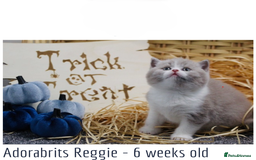 British Shorthair cats for sale: 🐾GCCF Registered British Shorthair Kittens🐾 - Image 5