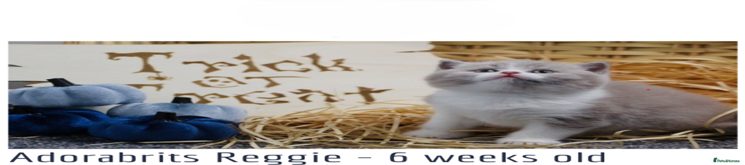 British Shorthair Kitten 2