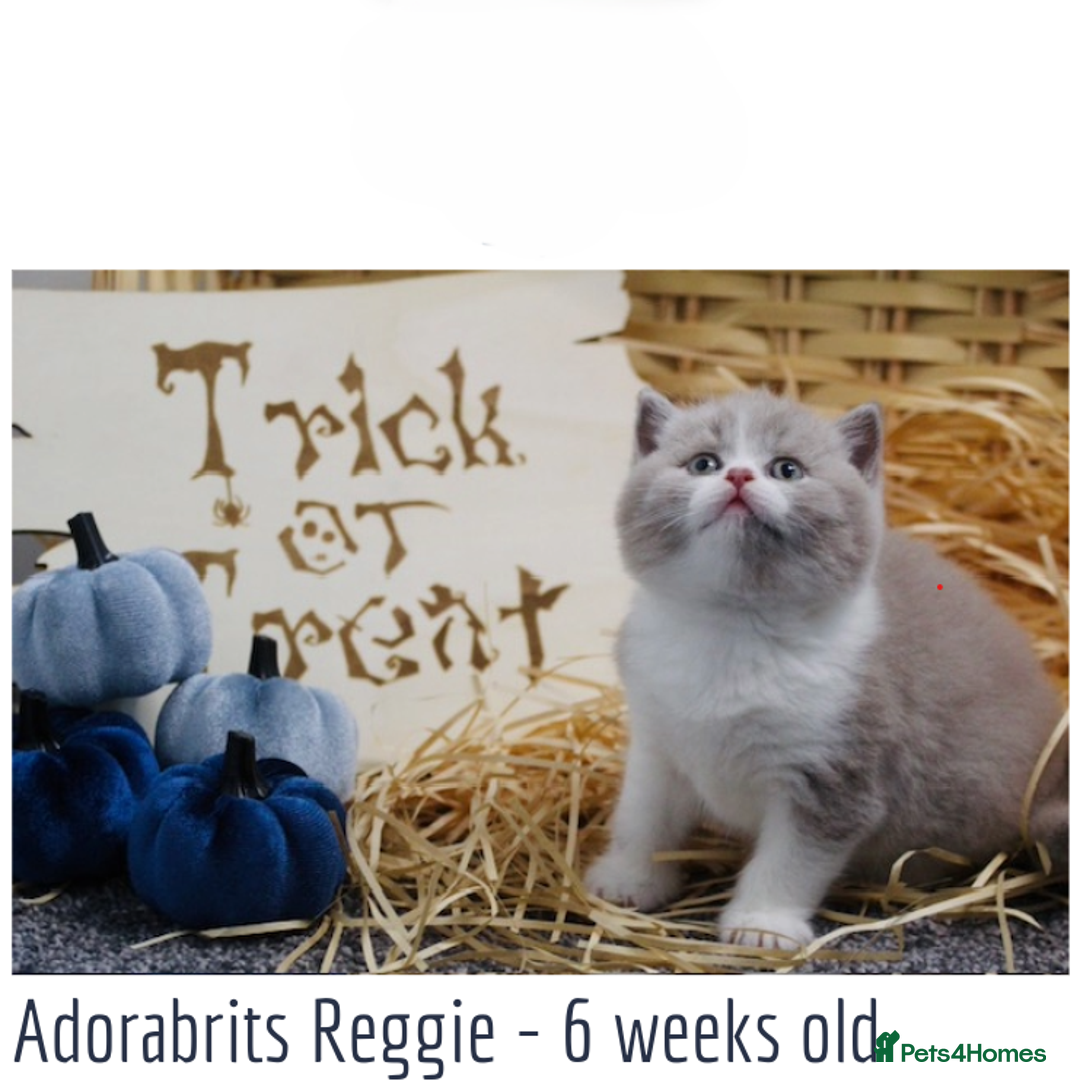 British Shorthair cats for sale: 🐾GCCF Registered British Shorthair Kittens🐾 - Image 5