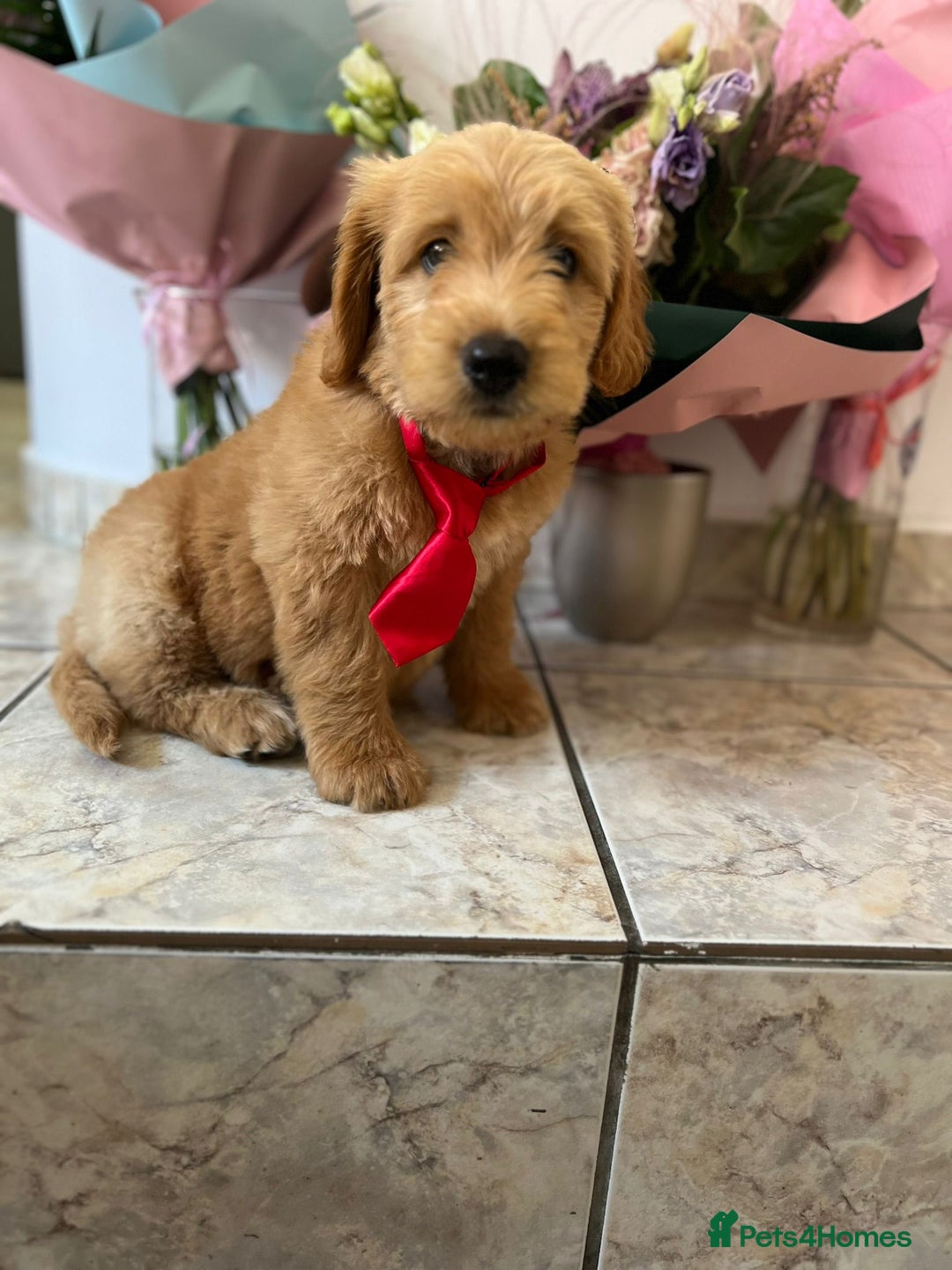 Mini Goldendoodle dogs for sale: GoldenDoodles Date of birth 01.05.2025 - Image 7