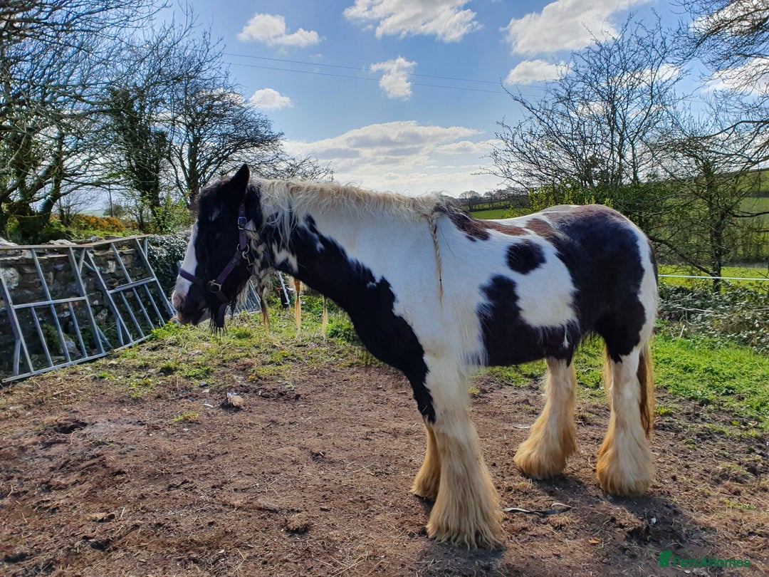Other Breed horses for sale: Ride/Drive Gypsy cob - Image 2