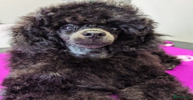 Toy Poodle dogs - Advert 3