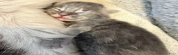 Ragcoon cats for sale: Ragdoll × Maine Coon Kittens rare colours - Advert 16